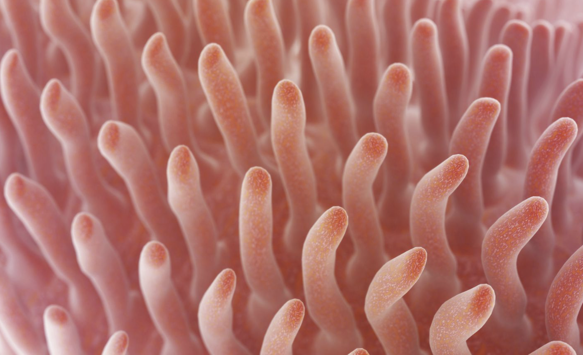 <p>fingerlike projections of mucosa with core that contains dense capillary bed and lymphatic capillary called a lacteal for absorption</p>