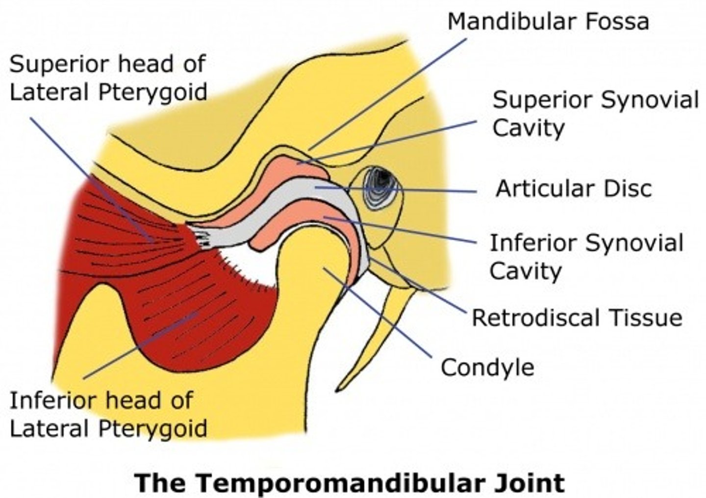 <p>fibrocartilage that is more firmly attached/moves with the mandible</p><p>separates the synovial cavity into superior and inferior compartments</p>