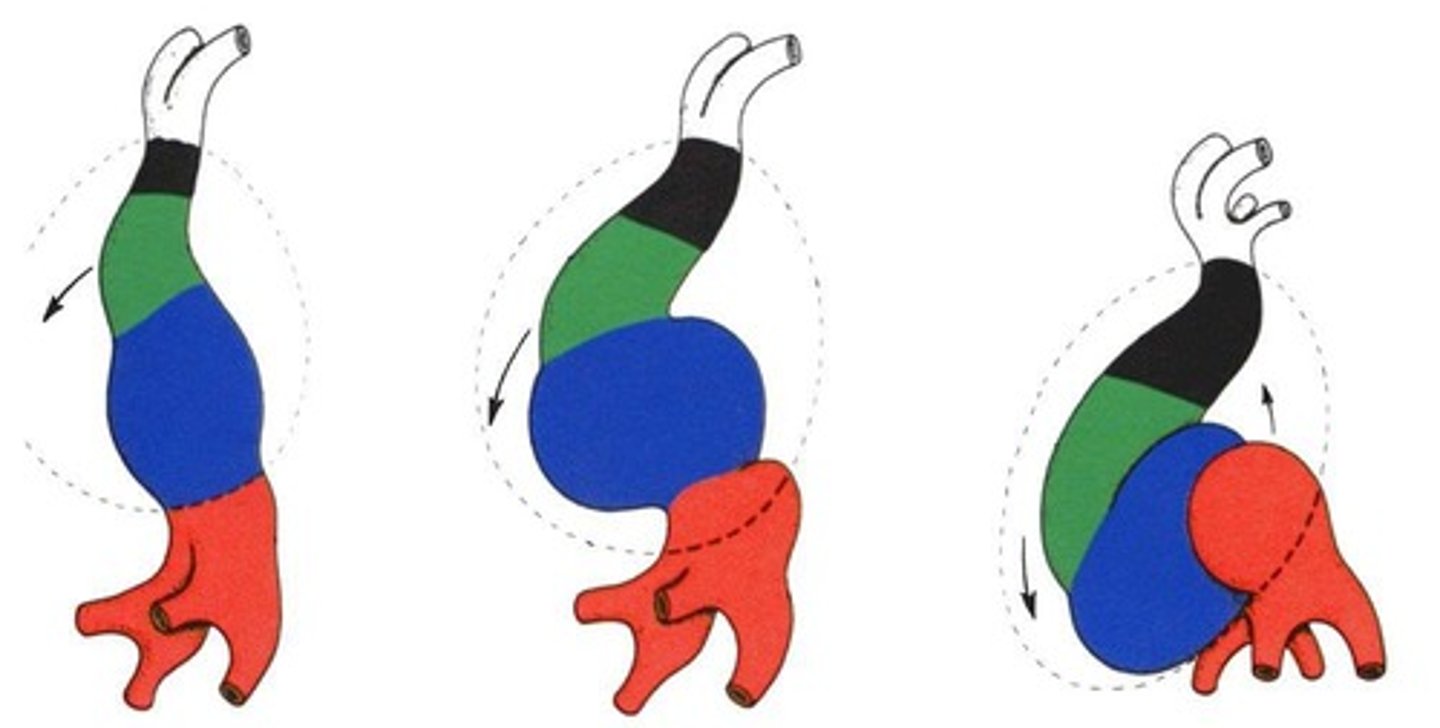 <p>The heart begins to beat, and the bulboventricular loop forms.</p>