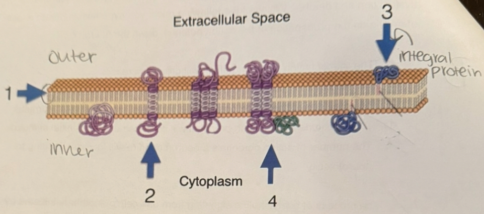 <p><span>If you wanted to measure the flow of ions through the ion channel in the membrane at arrow #4 membrane, what technique would you use? Hint: It involves a pipette, and won a Nobel prize.</span></p>