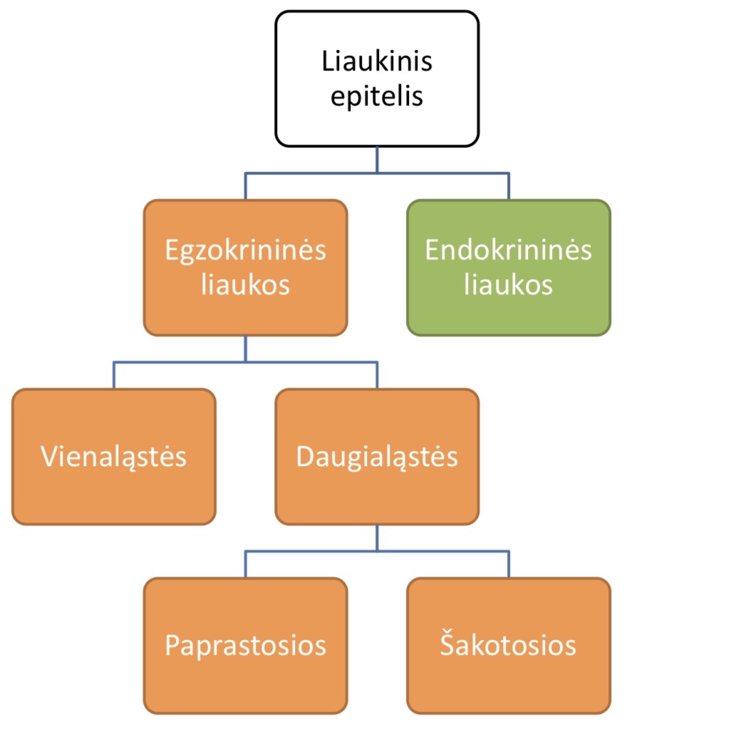 <p>VIENALASTES </p><p>DAUGIALASTES: paprastosios, sakotosios</p>