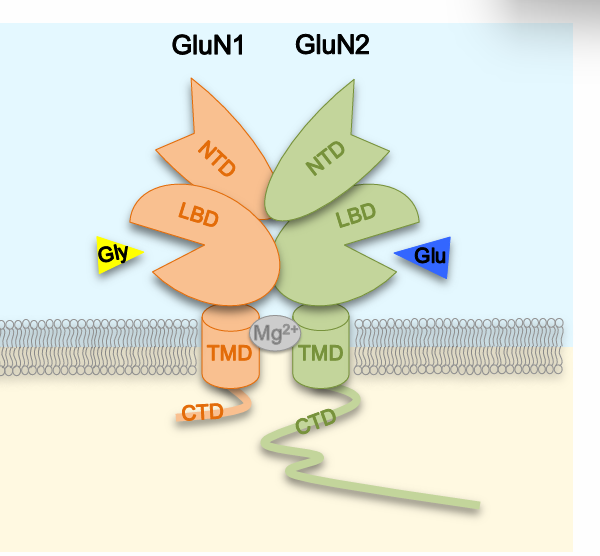 <p>NTD, LBD, TMD, CTD</p>
