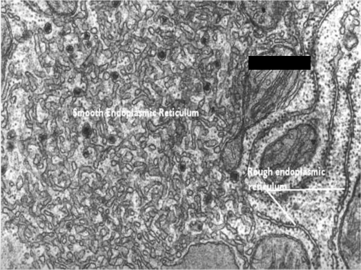 <p>Identify the specific structure</p>