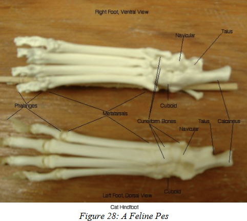 <ul><li><p>Similar to manus phalanges.</p></li><li><p>Primitive condition = <strong>5 digits</strong> with 2+ phalanx bones each.</p></li><li><p>Example (humans): <strong>5 digits with formula 2-3-3-3-3</strong>.</p><ul><li><p>Big toe = <strong>Hallux</strong>, only 2 phalanges.</p></li></ul></li></ul><p></p>