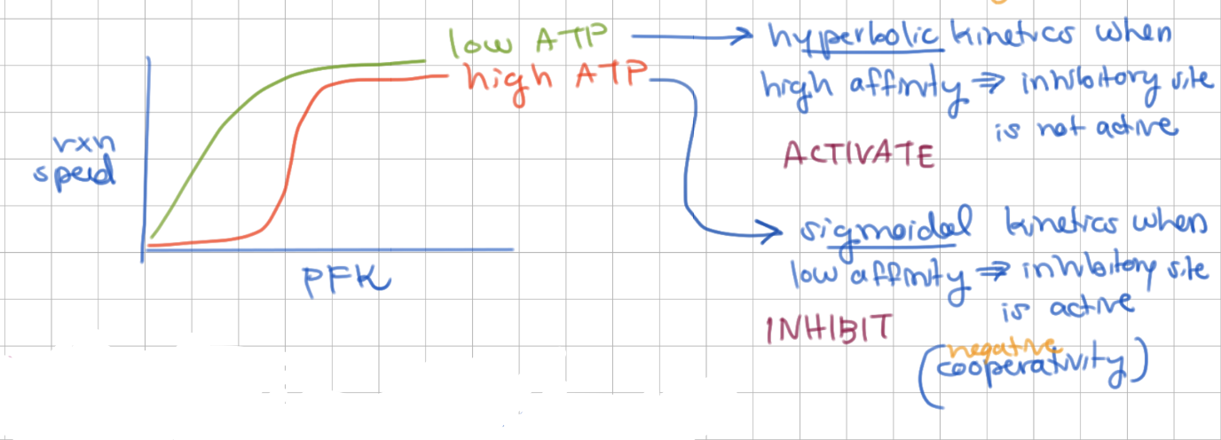 <p>high, low</p><p></p><p>high ATP = low affinity → inhibitory site  active →&nbsp; cooperative behavior (sigmoidal)</p><p></p><p>low ATP = high affinity → inhibitory site not active →&nbsp; non-cooperative behavior (hyperbolic)</p>