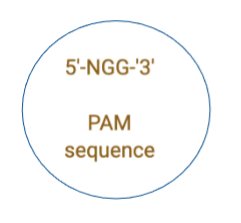 <p>A sequence motif immediately downstream of the target sequence is required for Cas9 function. Cas9 recognizes the PAM sequence 5'-NGG-3' where N can be any nucleotide (A, T, C, or G).</p><p></p>