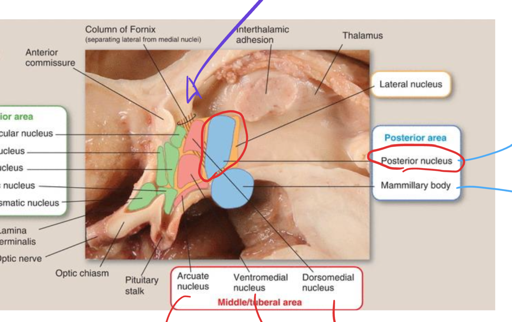 <p>Posterior hypothalamic nucleus</p>