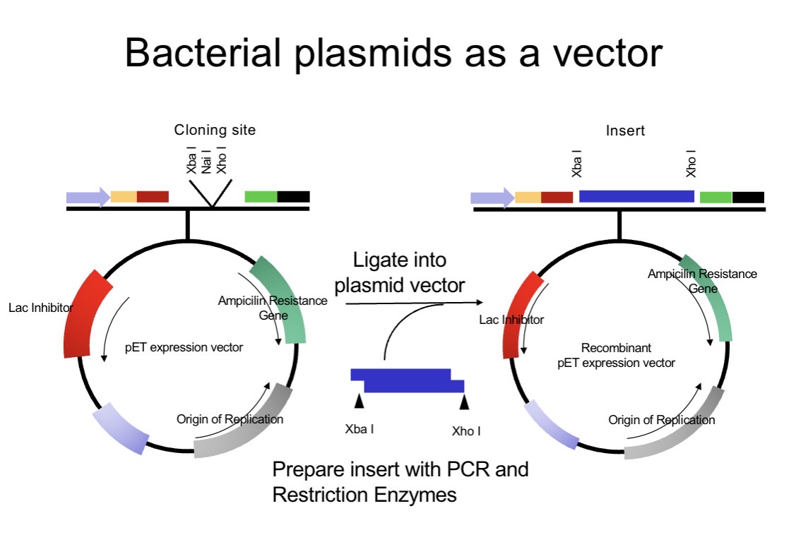 <p><span>Origin of replication (ori): ensures replication inside host bacteria.</span><br></p><p><span>Selectable marker: e.g. ampicillin-resistance gene to identify cells with the vector.</span><br></p><p><span>Multiple cloning site (MCS): region with unique restriction enzyme sites for inserting foreign DNA.</span><br></p><p><span>Promoter/Regulatory elements: control gene expression.</span><br></p><p><span>Optional tags or reporter genes: aid protein purification or visualisation.</span></p>