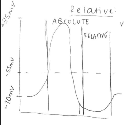 <p>refractory period</p>