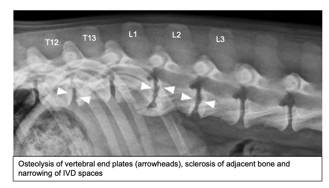 <p>Bloodwork: <span data-name="black_small_square" data-type="emoji">▪</span> Haematology <span data-name="black_small_square" data-type="emoji">▪</span> C-reactive protein o Radiographs <span data-name="black_small_square" data-type="emoji">▪</span> Radiographic changes can lag 2 weeks behind clinical signs <span data-name="black_small_square" data-type="emoji">▪</span> Radiographic findings suggestive of discospondylitis • Collapsed IVD space • Lysis of vertebral end plates and adjacent vertebral bodies • Sclerosis of vertebral end plates • Bony proliferation adjacent to IVD space o CT or MRI with contrast – MRI most sensitive o Blood culture: only successful in 27-50% of cases o Urine culture</p><p></p><p>Intervertebral disc culture – surgical approach or image-guided <span data-name="black_small_square" data-type="emoji">▪</span> Screen for Brucella canis in entire dogs / those with travel history</p>