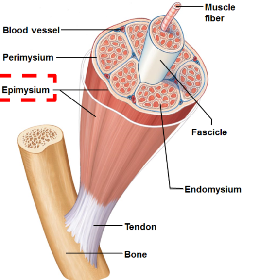 <p>sheath enveloping entire muscle</p>