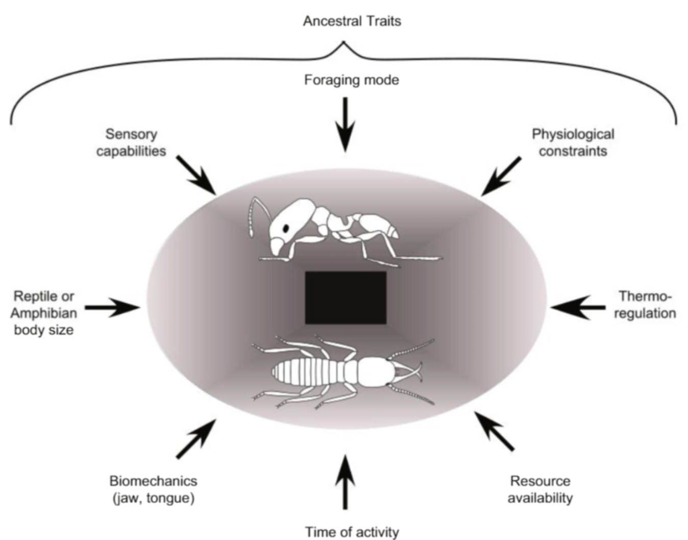 <p>external, internal and historical factors influence ability of individual organisms to acquire food. Abiotic and biotic factors </p><ul><li><p>Body size: bigger animal is more likely to survive</p></li><li><p>Biomechanics: strength of jaw and tongue </p></li><li><p>Physiological constraints: run speed</p></li><li><p>Time of activity: activity different from competitors </p></li><li><p>Resource avaliability </p></li><li><p>sensory capabilities </p></li><li><p>foraging mode </p></li><li><p>thermoregulation </p></li></ul><p></p>