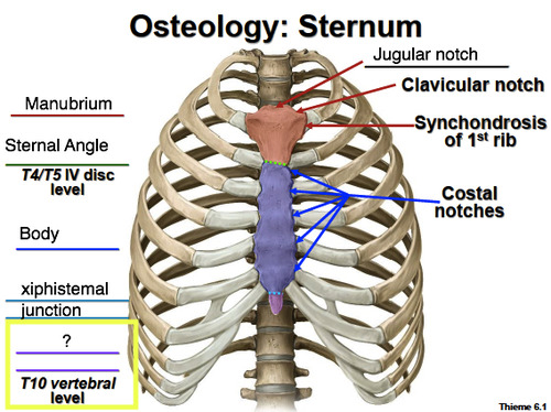 <p>Sternal angle</p>