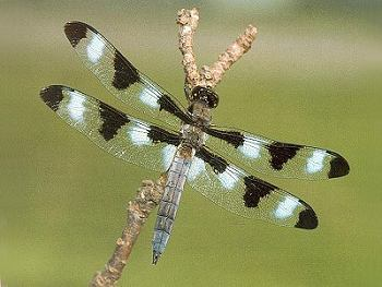 <p><span>Skimmers</span></p>