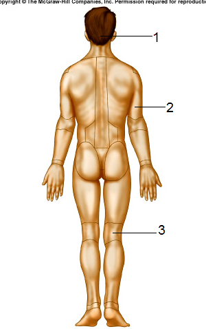 <p>Match the number with the correct body area</p>