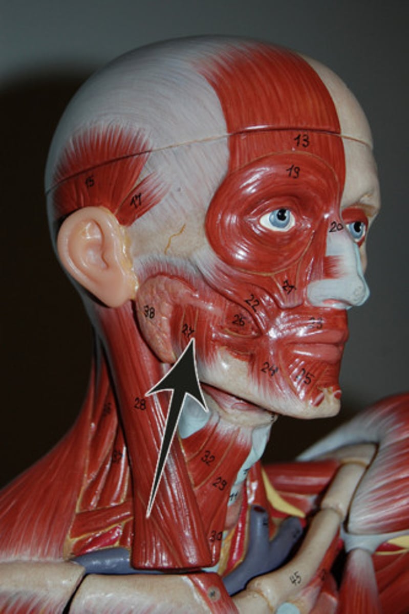 <p>Location: On the sides of the mandible</p><p>Muscle actions: Elevate the mandible, biting and chewing muscle</p>