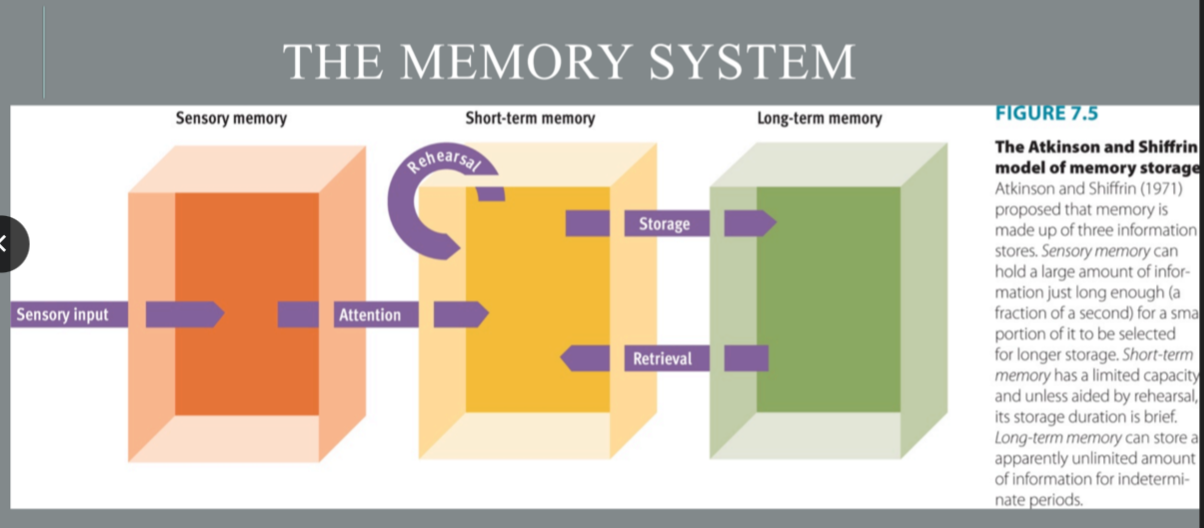 A case of constructive memory
•Discussed by professor in class
Conclusion:
●“Memories” are notoriously unreliable