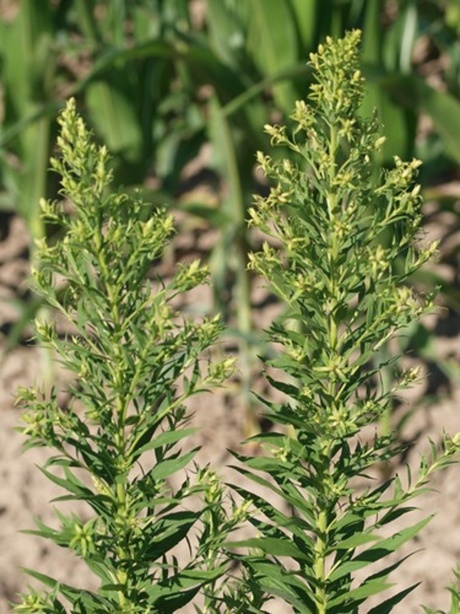 <p>Canadese fijnstraal</p>