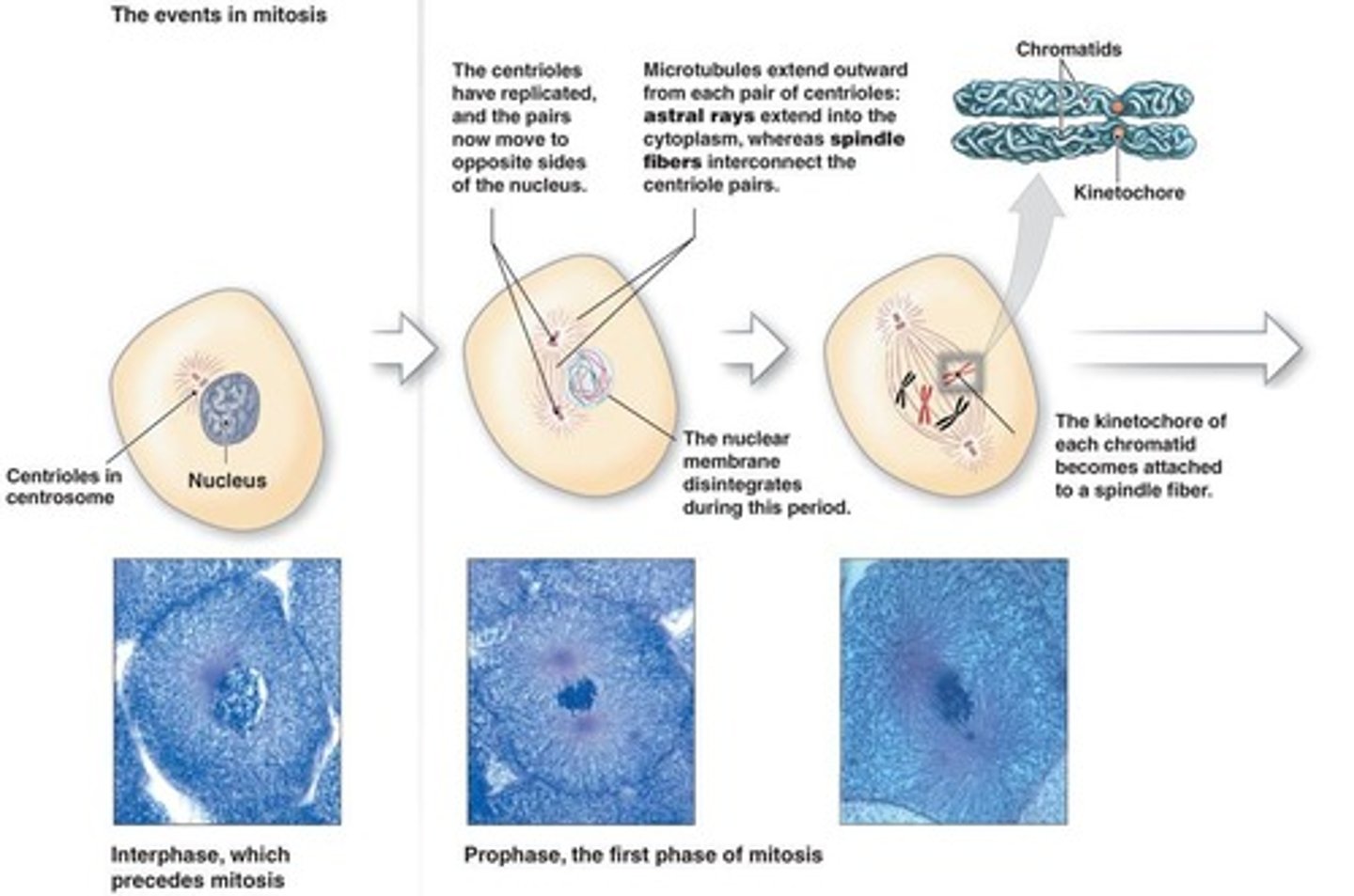<p>Cell division of the somatic (body) cells resulting in two identical daughter cells.</p>