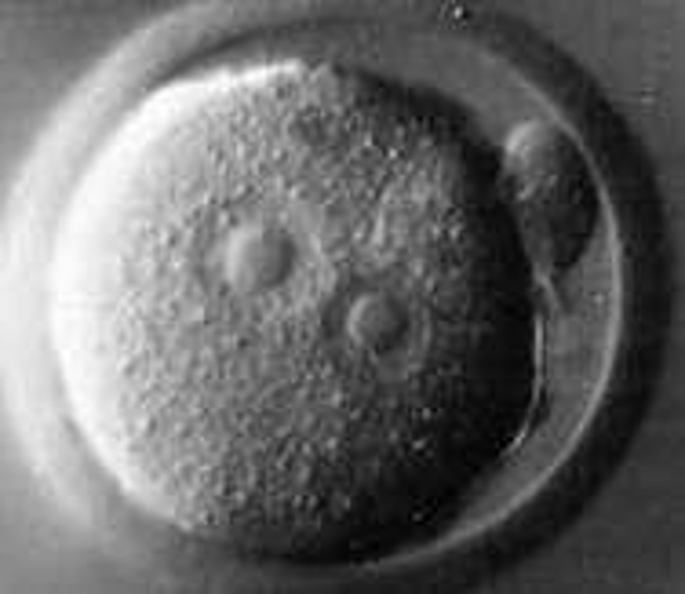 <p>Initial cell formed from the fusion of sperm and egg.</p>