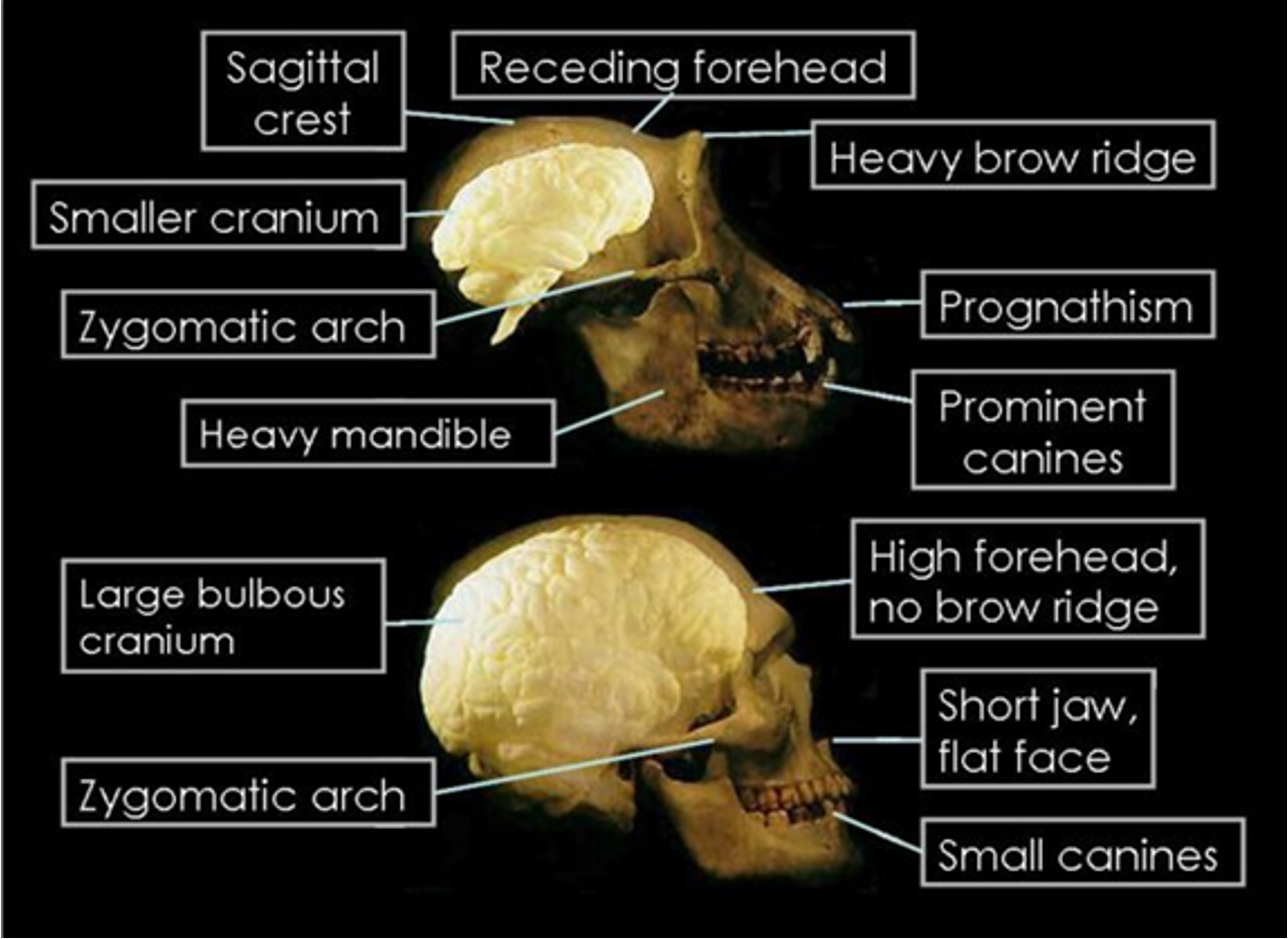 <p>apes have prominent brow ridges whereas humans have reduced brow ridges </p>