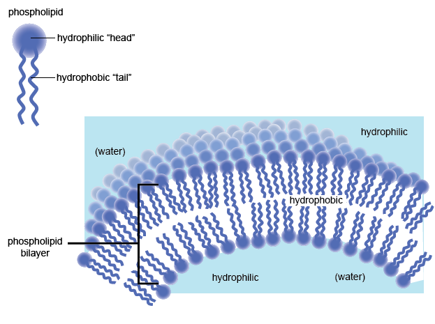 <p>Polar molecules; charged sections of a molecules will interact with water. (Loves)</p>