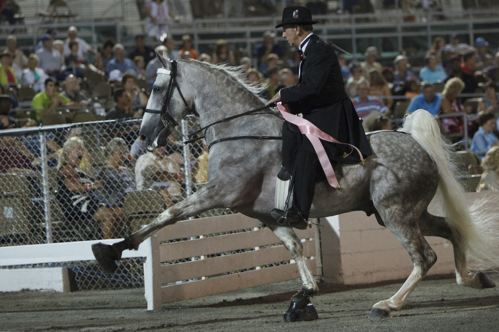 <p>Tennessee Walking Horse</p>