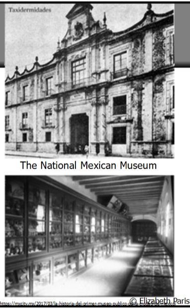 <p> Wealthy Mexican nobles began collecting Aztec sculptures by the late 18th century</p><p> The first Cabinet of Curiosities of Mexico was established in 1790 by botanist José Longinos Martínez.</p><p> In 1825, the first president of independent Mexico, Guadelupe Victoria, established the National Mexican Museum&nbsp;</p>