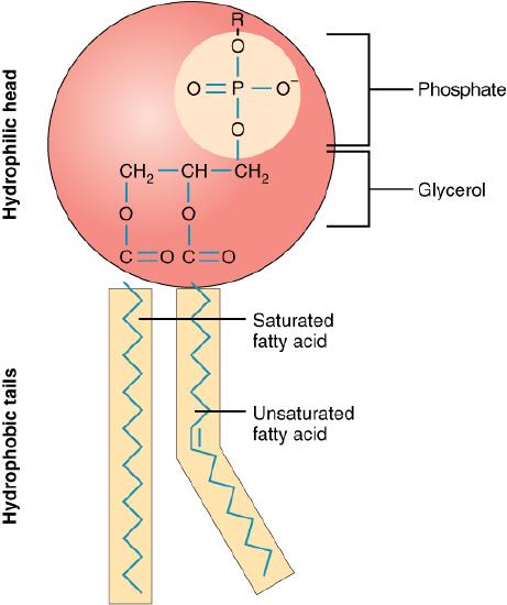 <p>A: A phospholipid has a hydrophilic (water-loving) phosphate head and two hydrophobic (water-fearing) fatty acid tails.</p>
