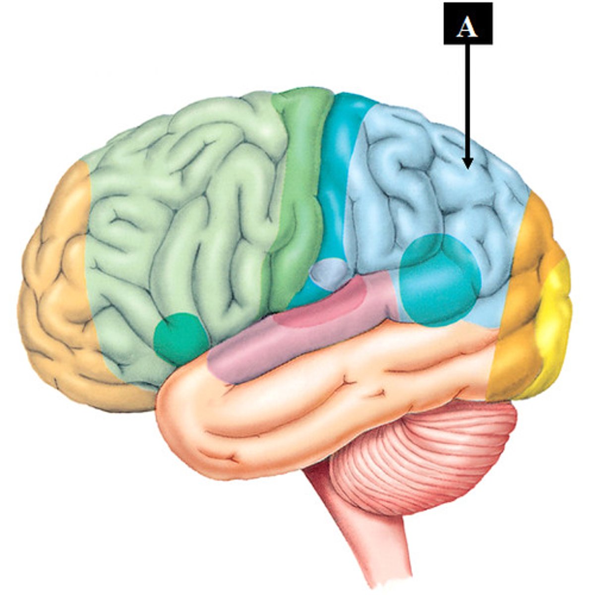 <p>interprets the sensory information and puts it into context with past experiences</p>