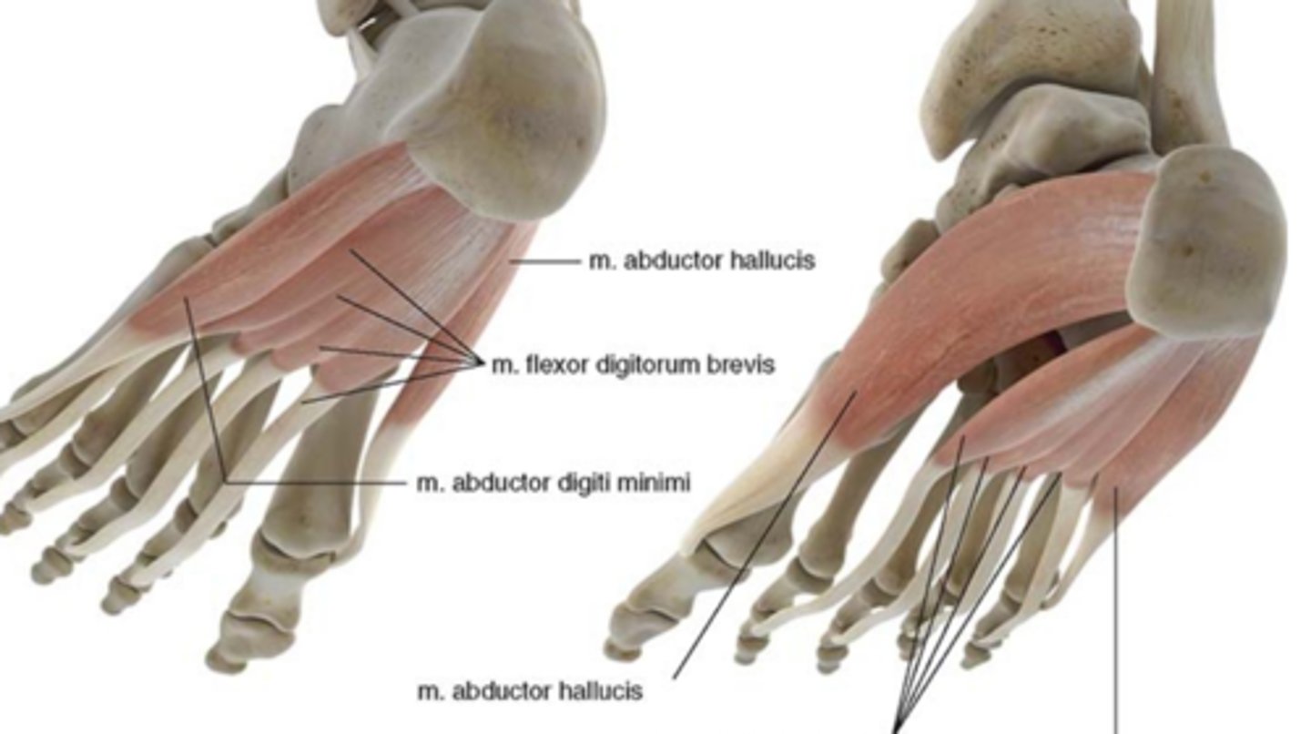 <p>O: processus lateralis vh tuber calcanei, onderzijde vd calcaneus, en aponeurosis plantaris</p><p>I: basisphalanx vd 5de teen,samen met de M. flexor digiti minimi, sommige vezels lopen naar de tuberositas op de 5de teen</p><p>W:</p><p>- krachtige steun vh voetgewelf</p><p>- flexie en abductie MTP voor de 5de teen</p><p>inn: N. plantaris lateralis</p>