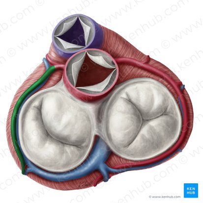 <ul><li><p>runs in the left coronary sulcus curving around toward the posterior interventricular groove </p></li></ul><p></p>