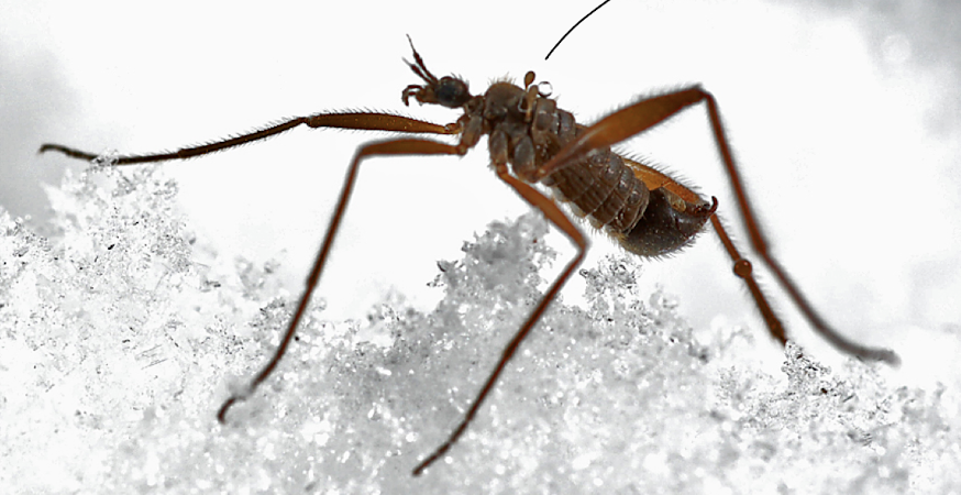 <p>can be winter active</p><p>no wings, but still have halteres</p><p>bc warmer at ground level so best to stay there</p>