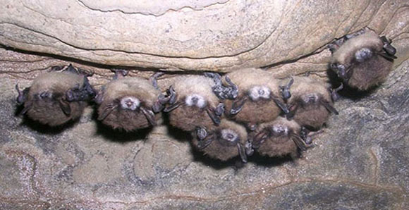 <ul><li><p>Chytrid fungus infects amphibians</p></li><li><p>White Nose Disease infects bats </p></li><li><p>Canine Distemper infects lions</p></li></ul><p></p>