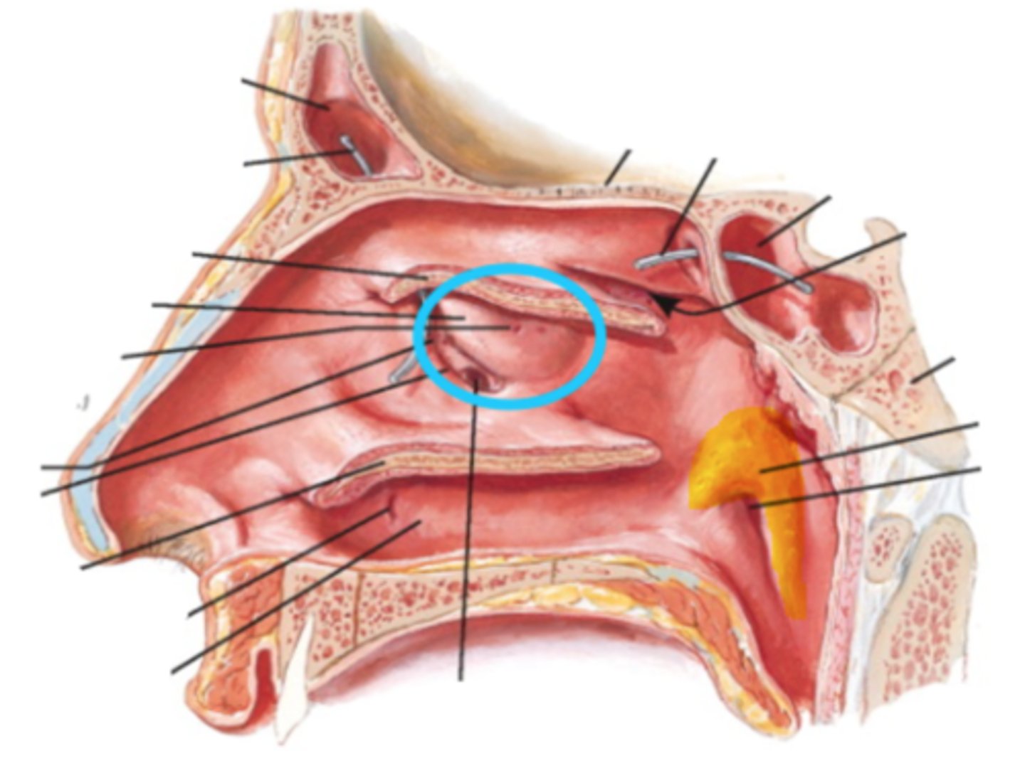 <p>locateed in middle meatus, where middle ethmoidal air cells drain</p>