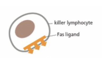 <ul><li><p><strong>Fas ligand </strong></p></li></ul><p></p>
