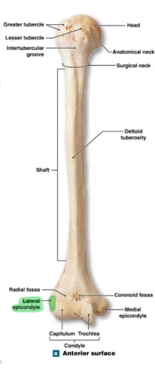 <p>small projection on distal, lateral side; attachment for muscles of forearms (extensors)</p>