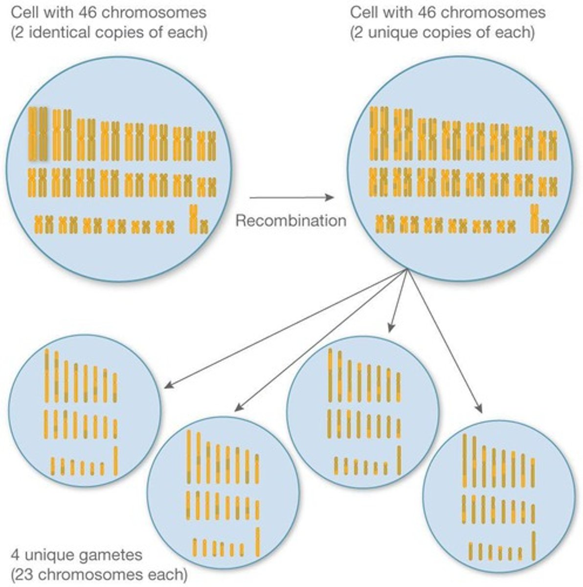 <p>Four genetically different haploid daughter cells are produced.</p>