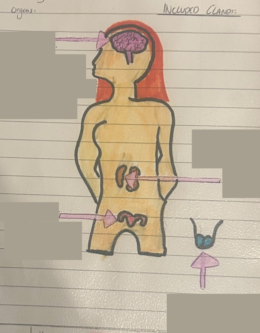 <p>label the endocrine system</p>