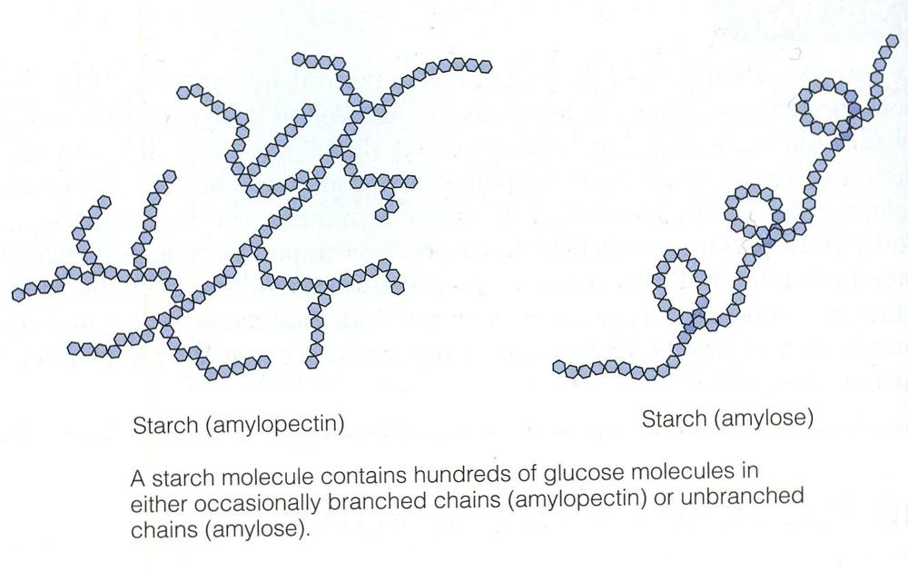 <p><strong>Amylose:</strong></p><ul><li><p>1,4 glycosidic bonds</p></li><li><p>long glucose chain that coils up into a helix held together by hydrogen bonds</p></li></ul><p><strong>Amylopectin:</strong></p><ul><li><p>1,4 &amp; 1,6 glycosidic bonds</p></li><li><p>highly branched, so can be broken down (hydrolysed) quicker than amylose by amylase enzymes</p><ul><li><p><strong>how to remember → think amyloPECtin = chicken pecking to hydrolyse quickly</strong></p></li></ul></li></ul><p></p>