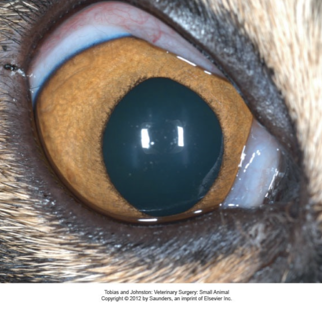 <p>- Neurologic (HE): Dullness, lethargy, head pressing, seizures, circling</p><p>- GI: Vomiting, diarrhea, anorexia, pica, <strong>ptyalism (cats)</strong></p><p>- Urinary: Hematuria, pollakiuria, urinary obstruction</p><p>-<strong> Copper colored irises in cats</strong></p>