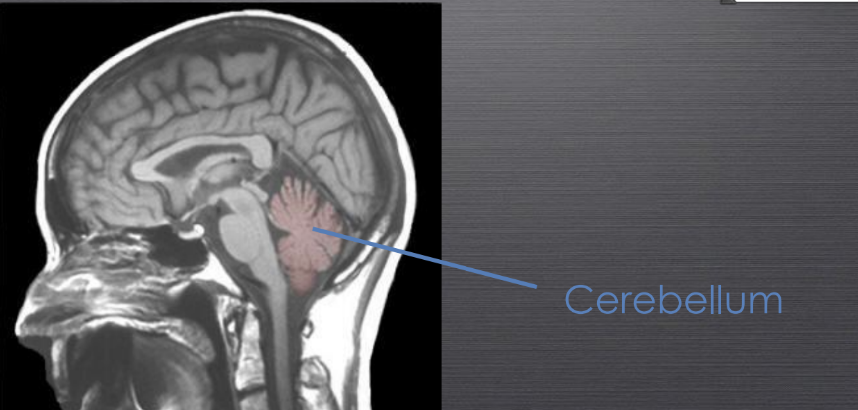 <p>A region in the brain responsible for muscle coordination and sense of equilibrium.</p>
