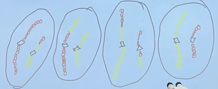 <p><span>After the completion of Telophase II / Cytokinesis 1N, 1C</span></p>