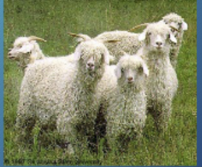 <p>originate: Asia Mino, produces Mohair</p>