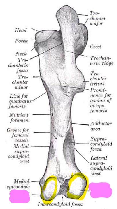 <p>Articulate w/ next bone (tibia)</p>