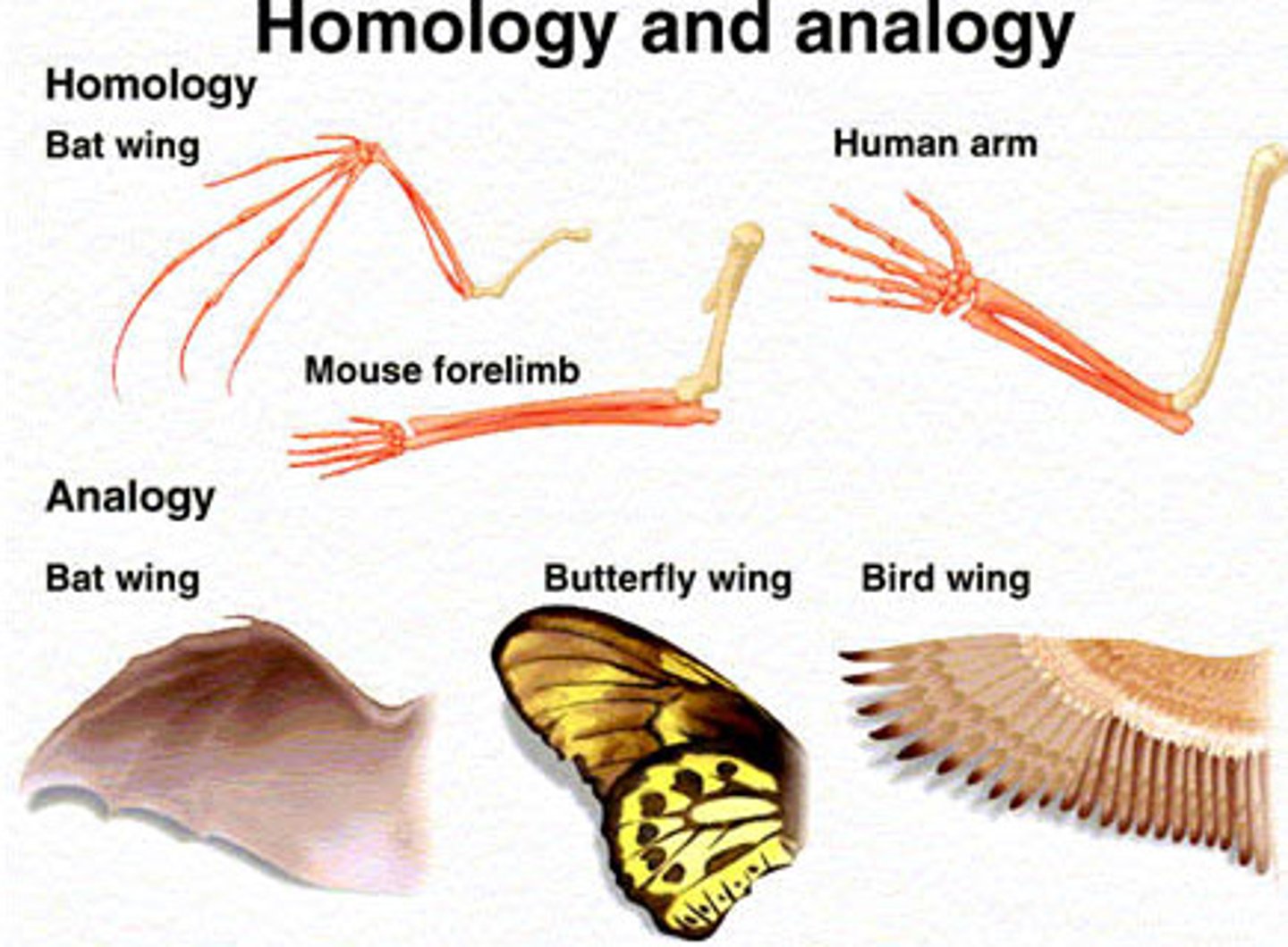 <p>Homologous characters are characters present in a group of species due to shared ancestry. Analogous or homoplastic characters are characters present in certain species that have evolved independently (convergent evolution)</p>