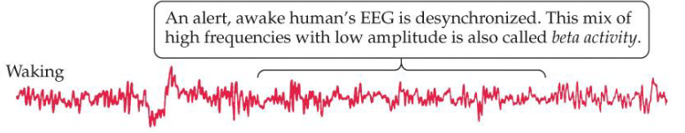 <p>Desynchronized EEG (beta activity)</p>