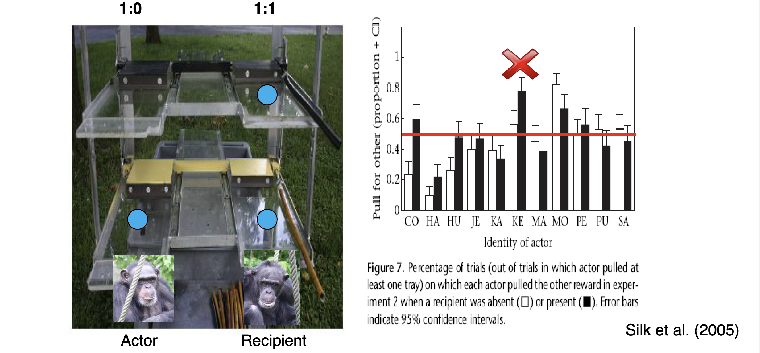 <p>Key Findings:</p><ol><li><p>Pro-social Behavior in Chimpanzees: The study found that chimpanzees did not consistently act prosocially in the tasks presented. In the experiment, one chimpanzee had the opportunity to help another by providing a tool or resource that the other chimpanzee needed to obtain a reward. However, the results showed that chimpanzees did not spontaneously help others unless there was a direct benefit to themselves.</p></li><li><p>Lack of Altruism: While the chimpanzees were cooperative in some situations (such as when cooperation provided mutual benefits), they did not engage in altruistic behavior (helping others with no personal gain). This suggests that chimpanzees are not inclined to help others unless there is a clear self-interest or immediate reward.</p></li><li><p>Cooperation with Immediate Benefits: In tasks where the chimpanzees could benefit directly from their cooperation (such as receiving food or other resources), they were more likely to engage in prosocial behavior. This suggests that chimpanzees may act cooperatively, but their motivation is rooted in self-interest rather than a true concern for the welfare of others.</p></li></ol><p></p>