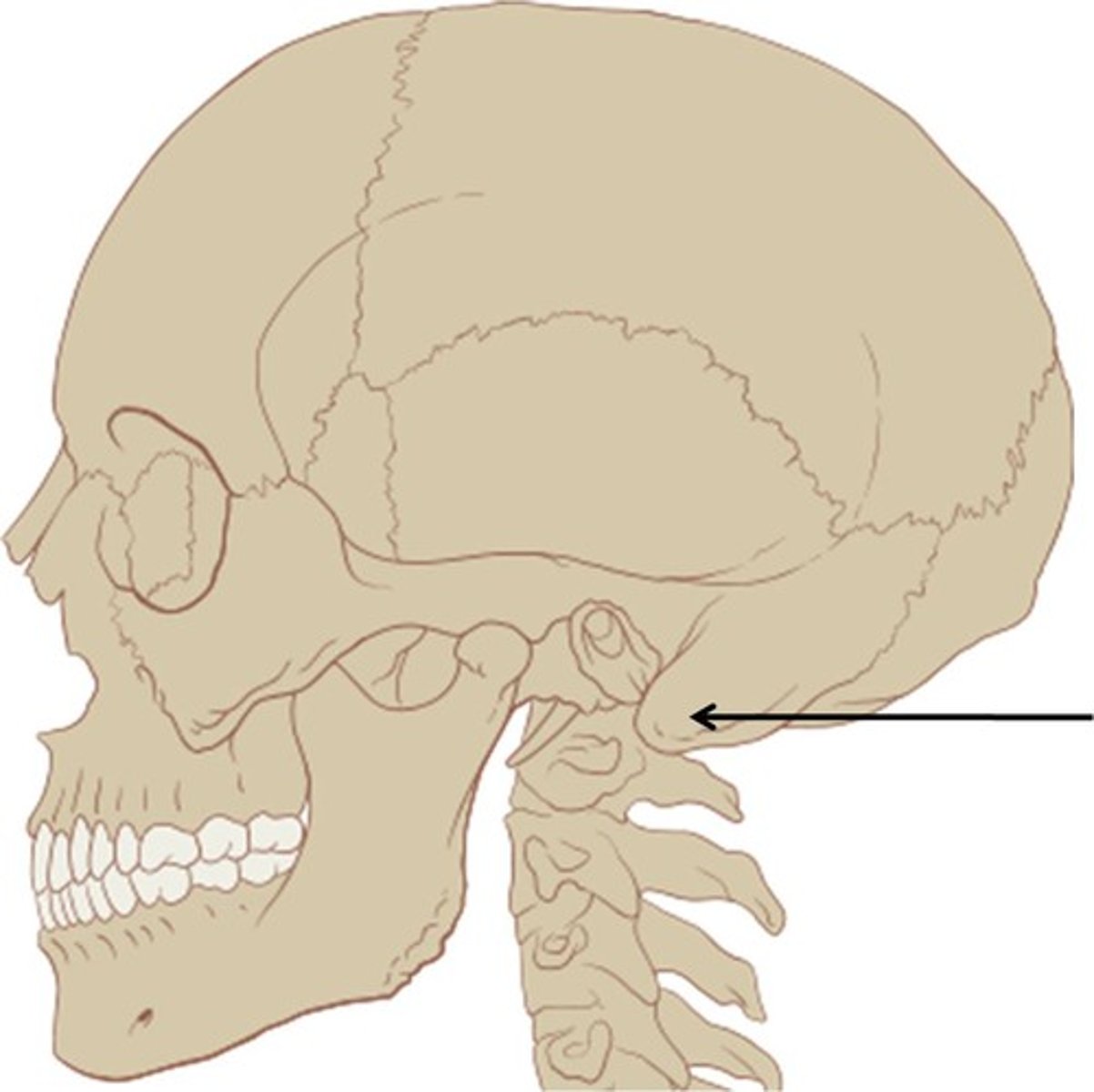 <p>Located posterior to the external acoustic meatus; serves as an attachment point for neck muscles.</p>
