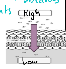 <ul><li><p>substances move straight through the biolayer</p></li><li><p>small, nonpolar molecules</p></li><li><p>small units of polar substances</p></li></ul><p></p>